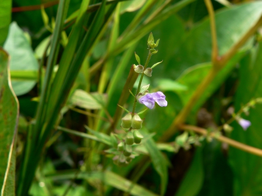 {Scutellaria lateriflora}